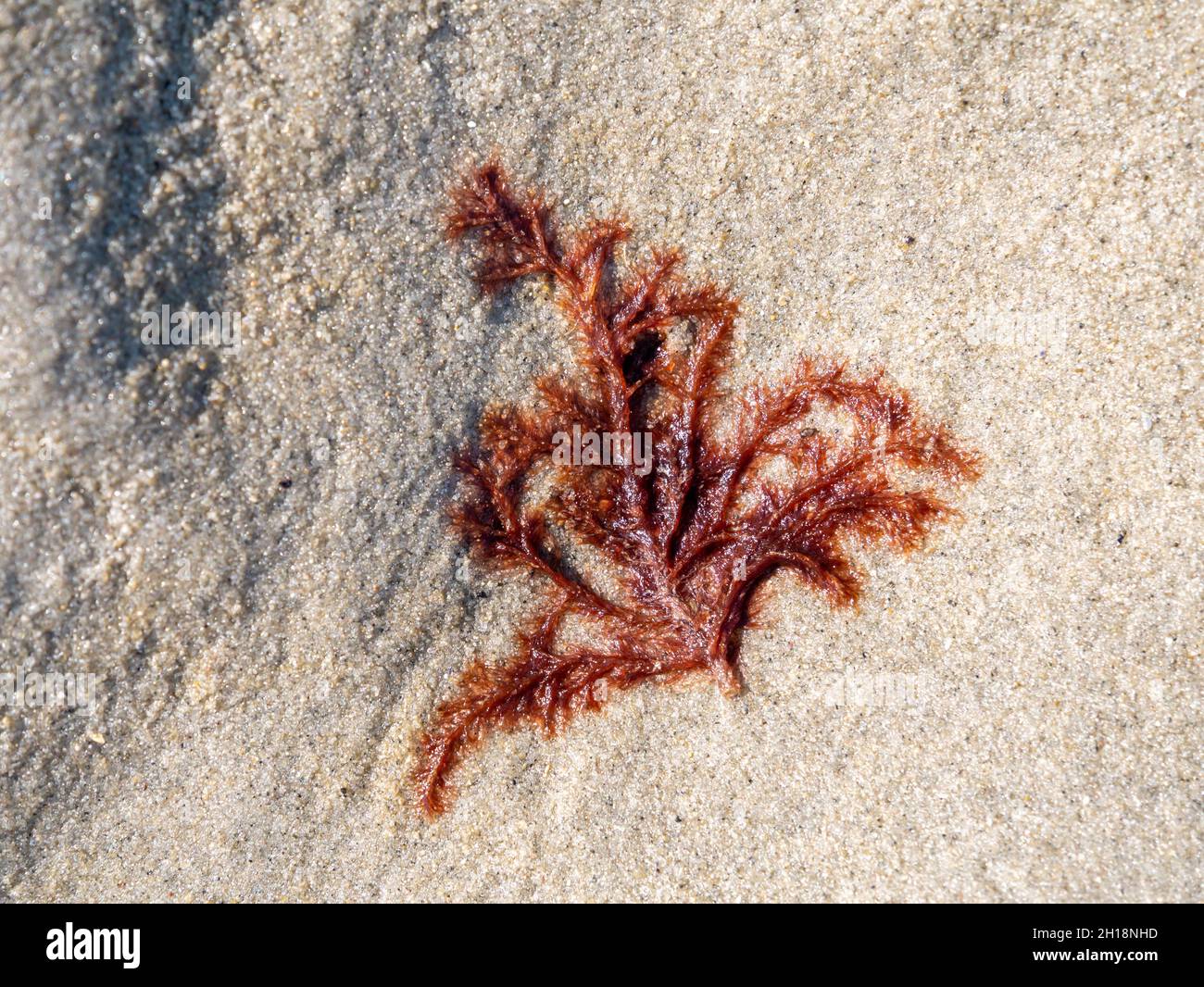 Alghe rosse, Rhodophyta, lavate su sabbia piana a bassa marea del Mare di Wadden, Olanda Foto Stock