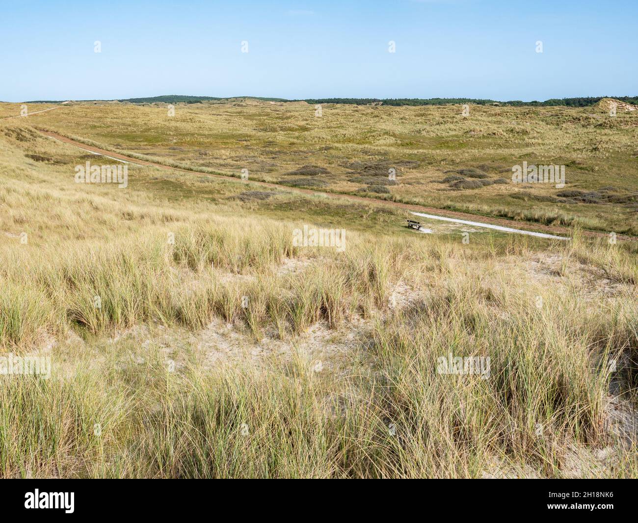 Pista ciclabile e prato di marram nelle dune dell'isola Frisone occidentale Vlieland, Frisia, Paesi Bassi Foto Stock