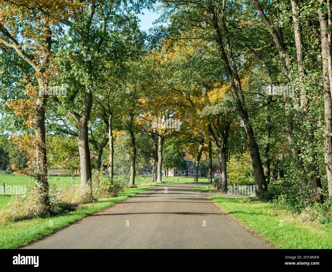 Strada di campagna con querce su entrambi i lati e fattoria nella zona rurale Kraloo vicino Dwingelderveld, Drenthe, Paesi Bassi Foto Stock