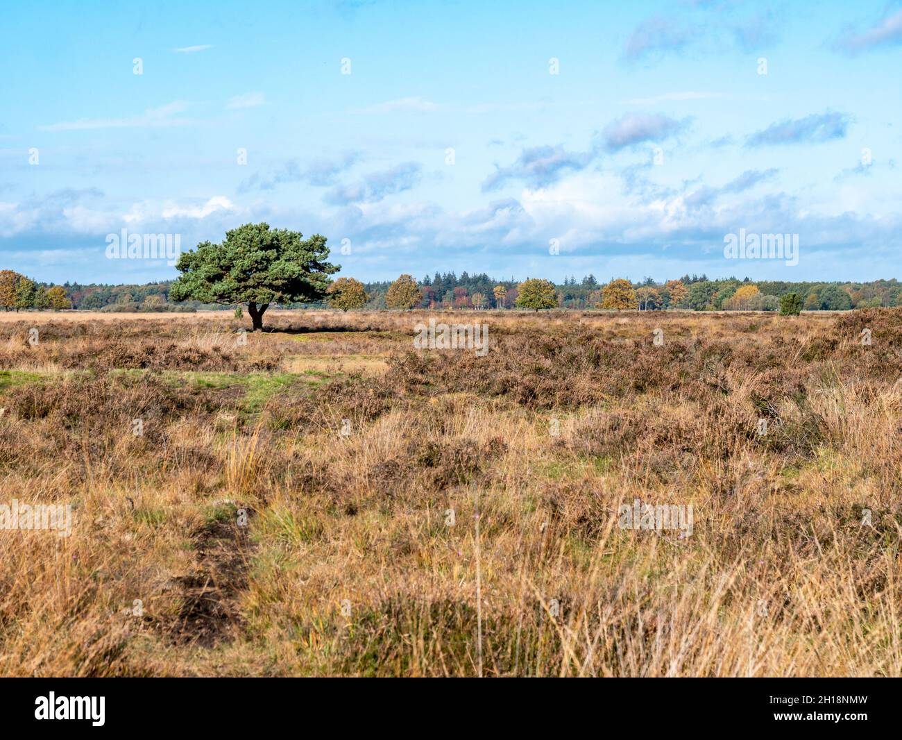 Pino unico nel campo di erica del parco nazionale Dwingelderveld, Drenthe, Paesi Bassi Foto Stock