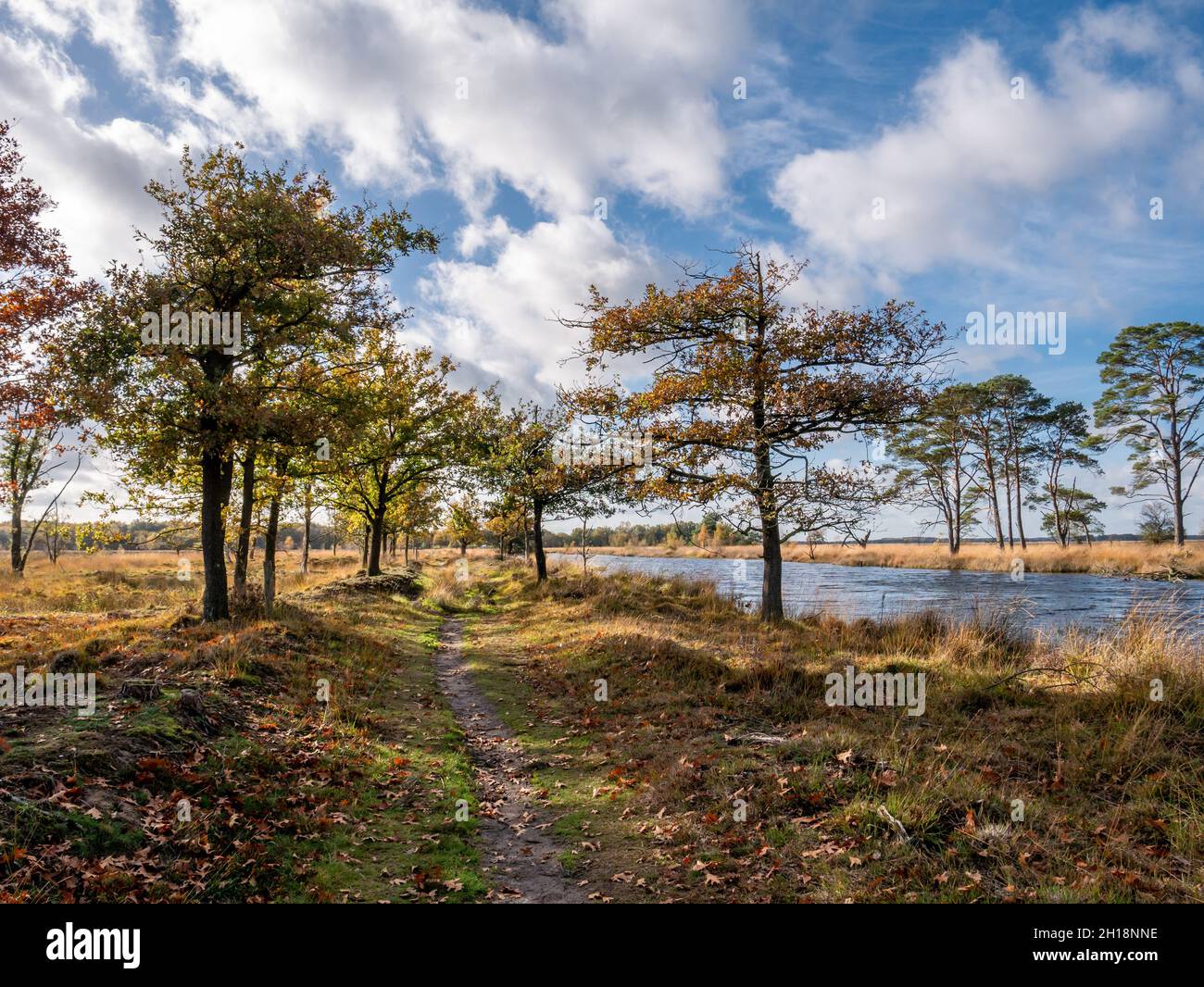 Sentiero e piscina d'acqua in brughiera del parco nazionale Dwingelderveld, Drenthe, Paesi Bassi Foto Stock