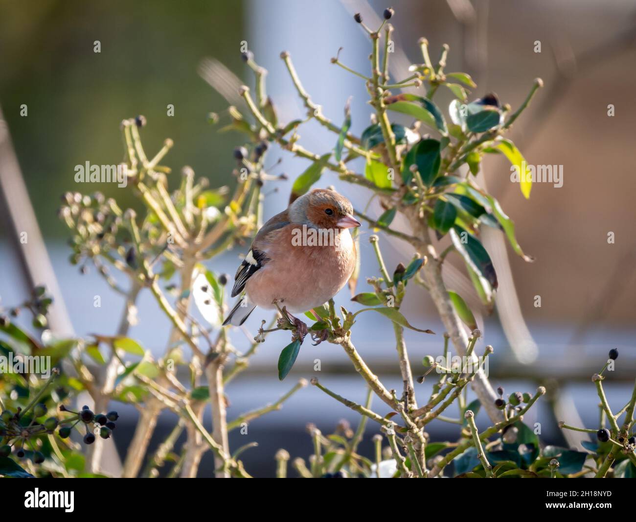 Chaffinch comune, coelebs Fringilla, ritratto di perching maschile in ramo in inverno, Paesi Bassi Foto Stock