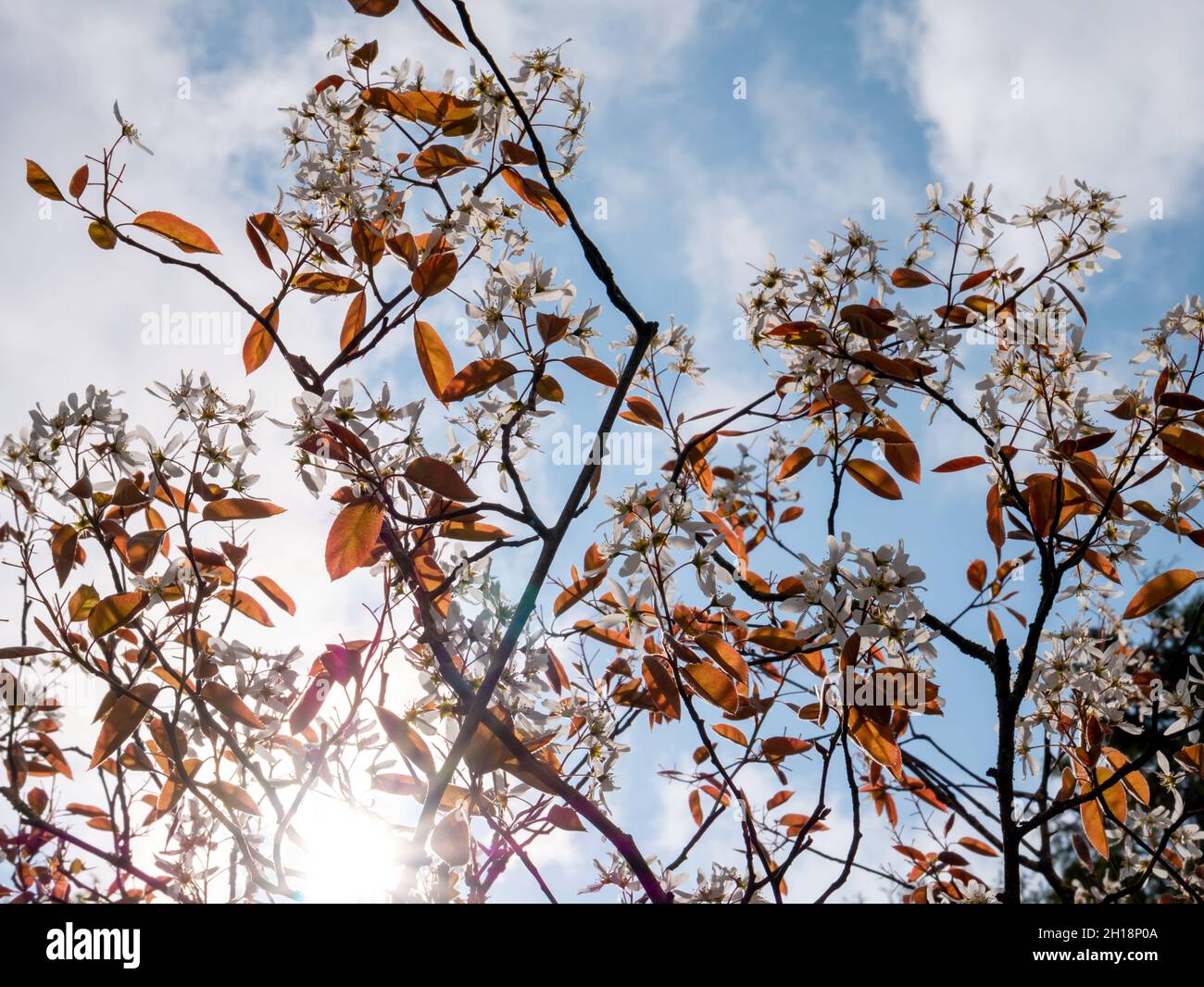 Juneberry o mespilus nevoso, Amelanchier lamarkii, rami con foglie rosse e fiori bianchi contro il cielo in primavera, Paesi Bassi Foto Stock
