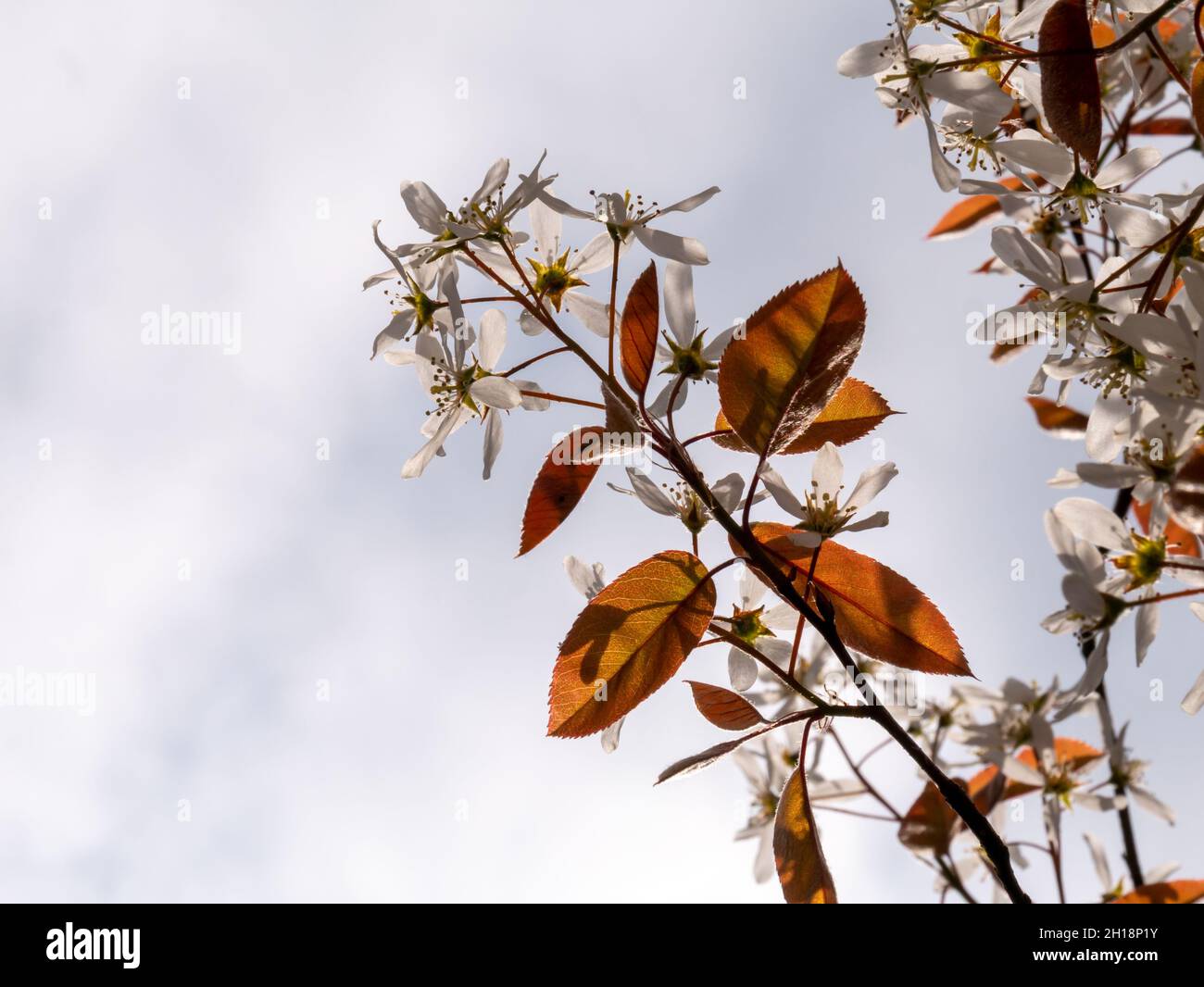 Juneberry o mespilus nevoso, Amelanchier lamarkii, rami con foglie rosse e fiori bianchi contro il cielo in primavera, Paesi Bassi Foto Stock