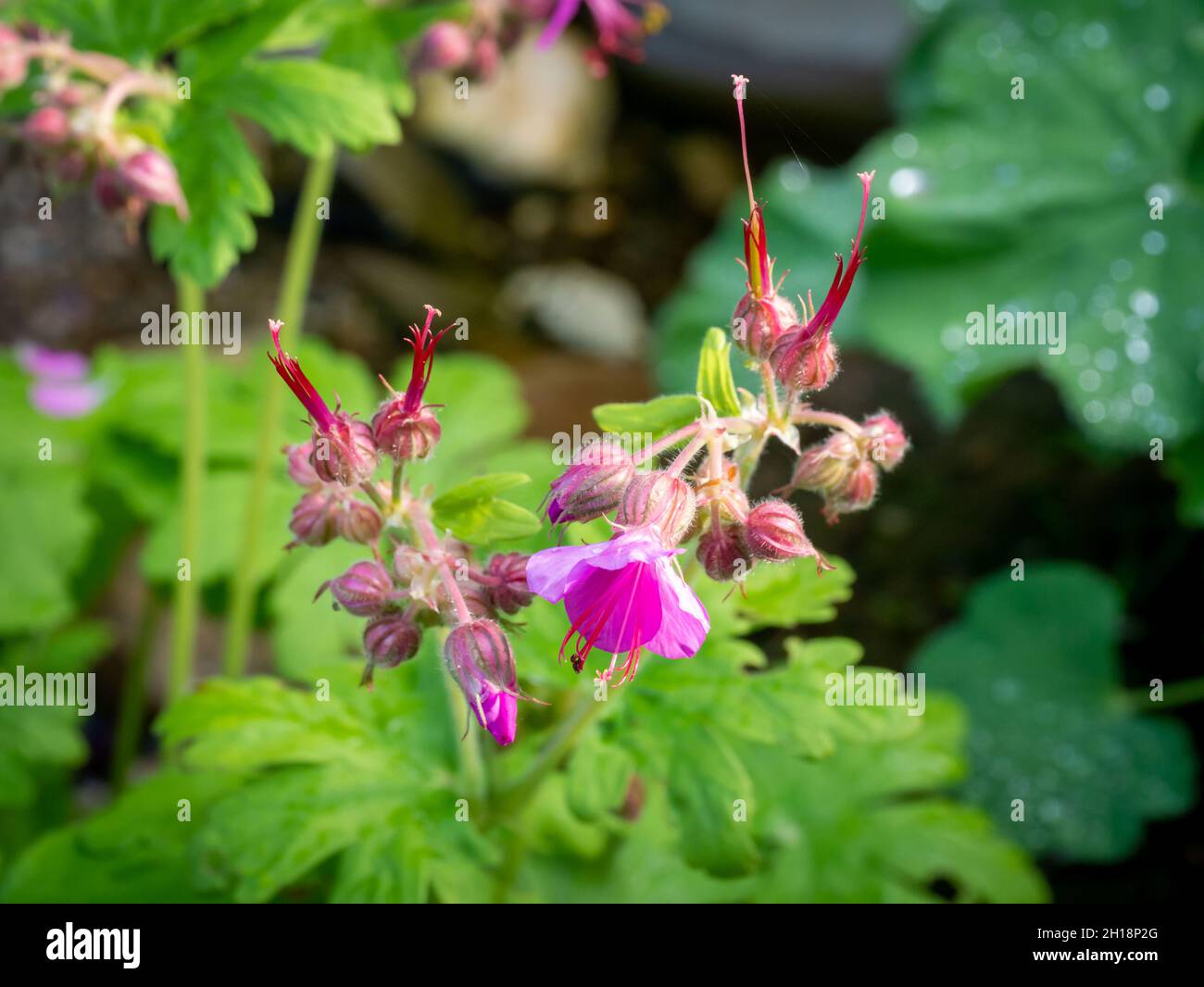 Disegno di legge della gru da roccia, Geranium macrorrhizum, primo piano di fiori e gemme tra fogliame verde in primavera, Paesi Bassi Foto Stock