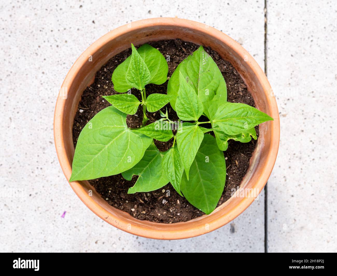 Fagiolo francese nano o fagiolo comune Faraday, Phaseolus vulgaris, vista dall'alto di foglie di pianta giovane che crescono in terracotta pentola Foto Stock