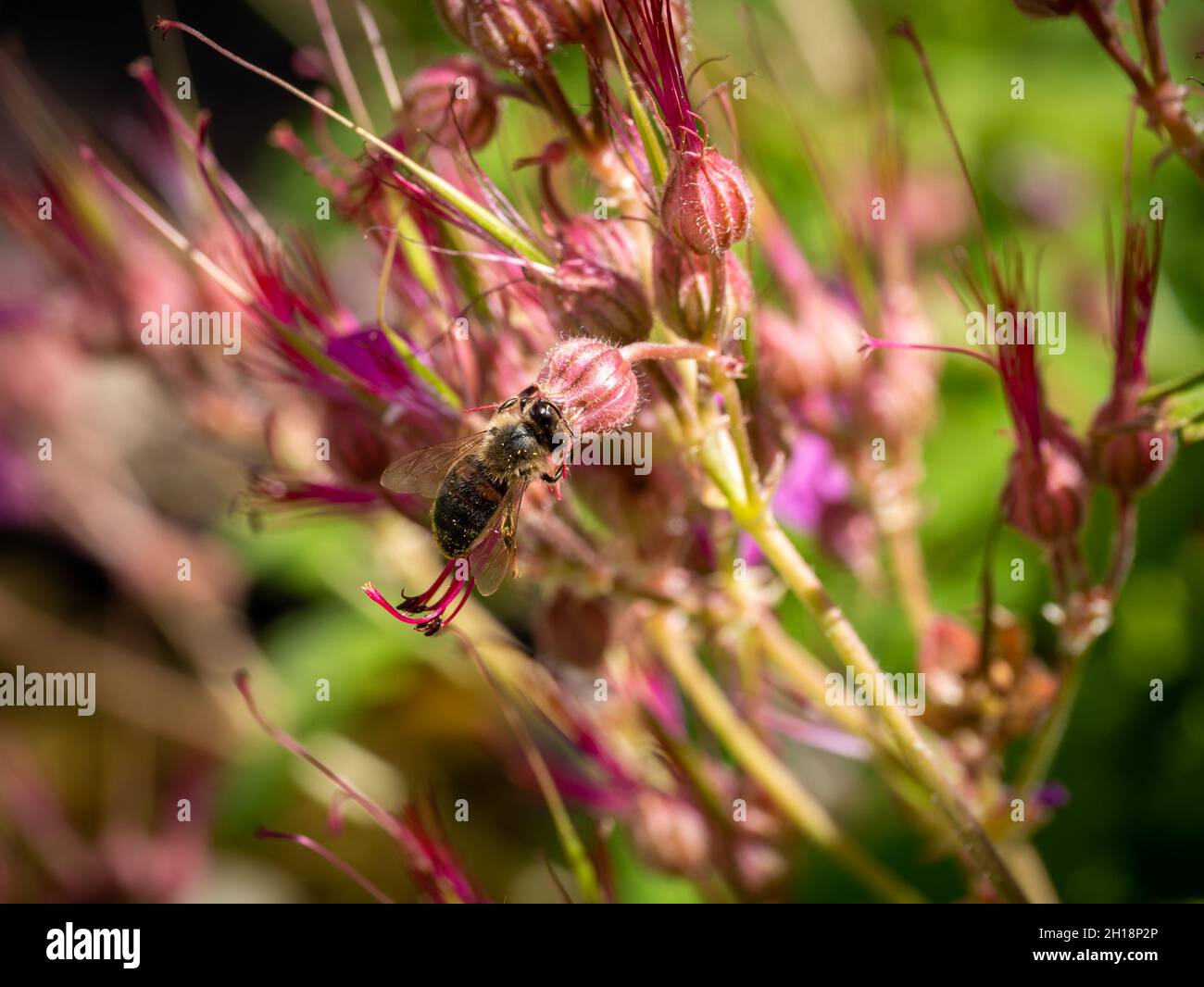 Honeybee, Apis mellifera, pollinating rock grane's Bill, Geranium macrorrhizum, close up, Paesi Bassi Foto Stock