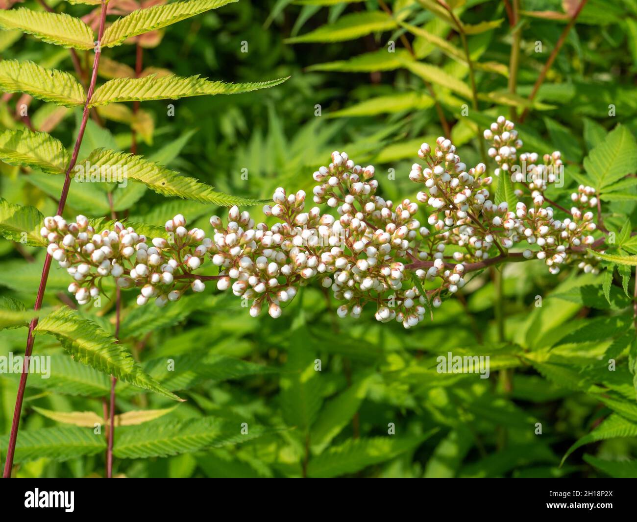 False spiraea, Sorbaria sorbufolia, primo piano di mazzo di germogli da fiori bianchi, Paesi Bassi Foto Stock