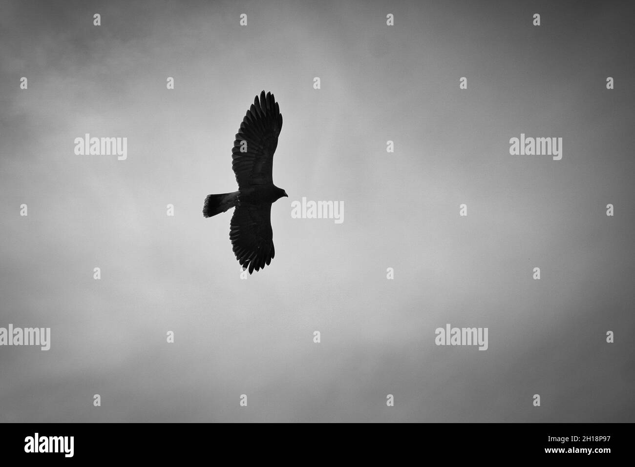 un'aquila calva. sparo dettagliato. uccello grazioso e orgoglioso. molto interessante vedere questo uccello Foto Stock