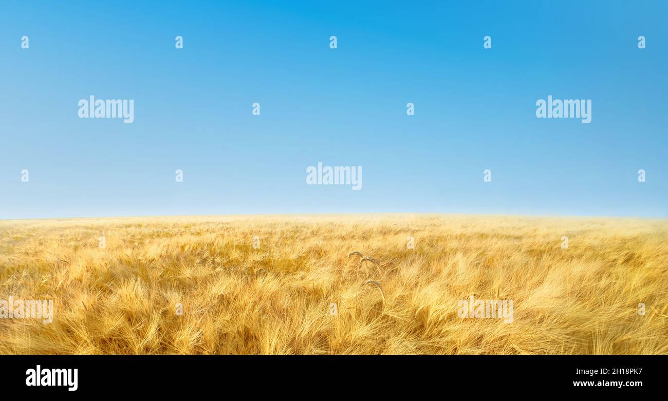 Panorama con campo di grano giallo maturo e cielo azzurro chiaro. Paesaggio rurale sfondo Foto Stock