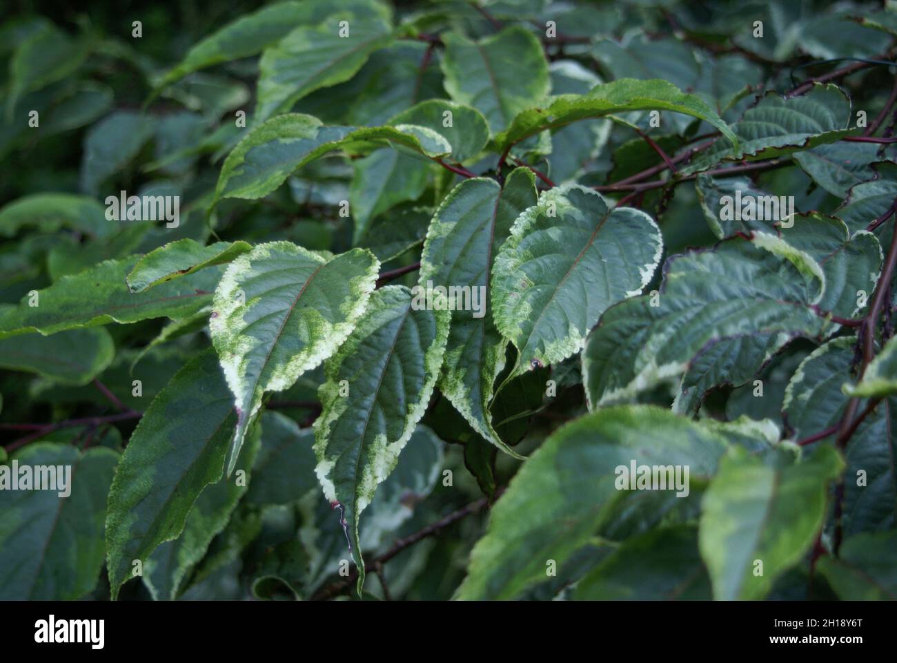 Stachyurus chinensis 'Maggie' Foto Stock