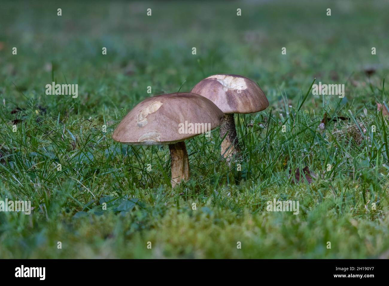 Due grandi toadstool bruno fruttare corpi che crescono in erba in autunno in un giardino a Surrey, Inghilterra sud-orientale parzialmente mangiato da brocche Foto Stock