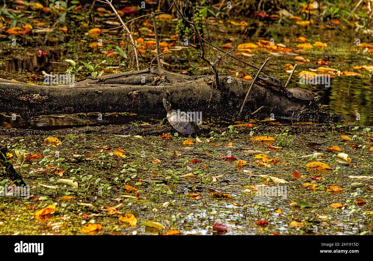 ThreeTurtles crogiolarsi al sole su un ramo caduto nelle zone umide. Foto Stock