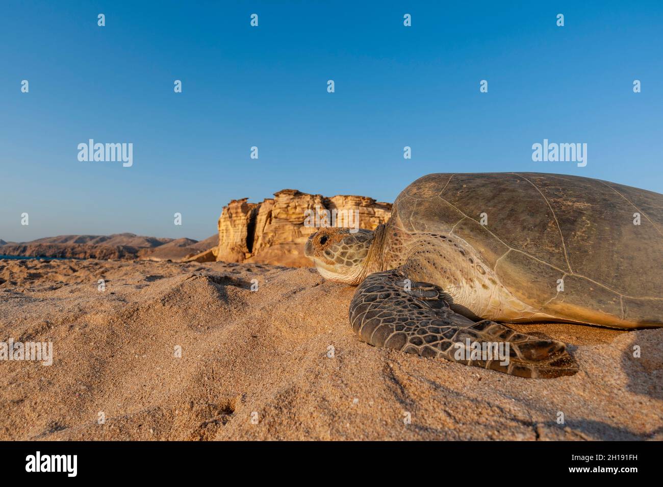 Una tartaruga marina verde, Chelonia midas, che ritorna al mare dopo aver deposito le uova. RAS al Jinz, Oman. Foto Stock