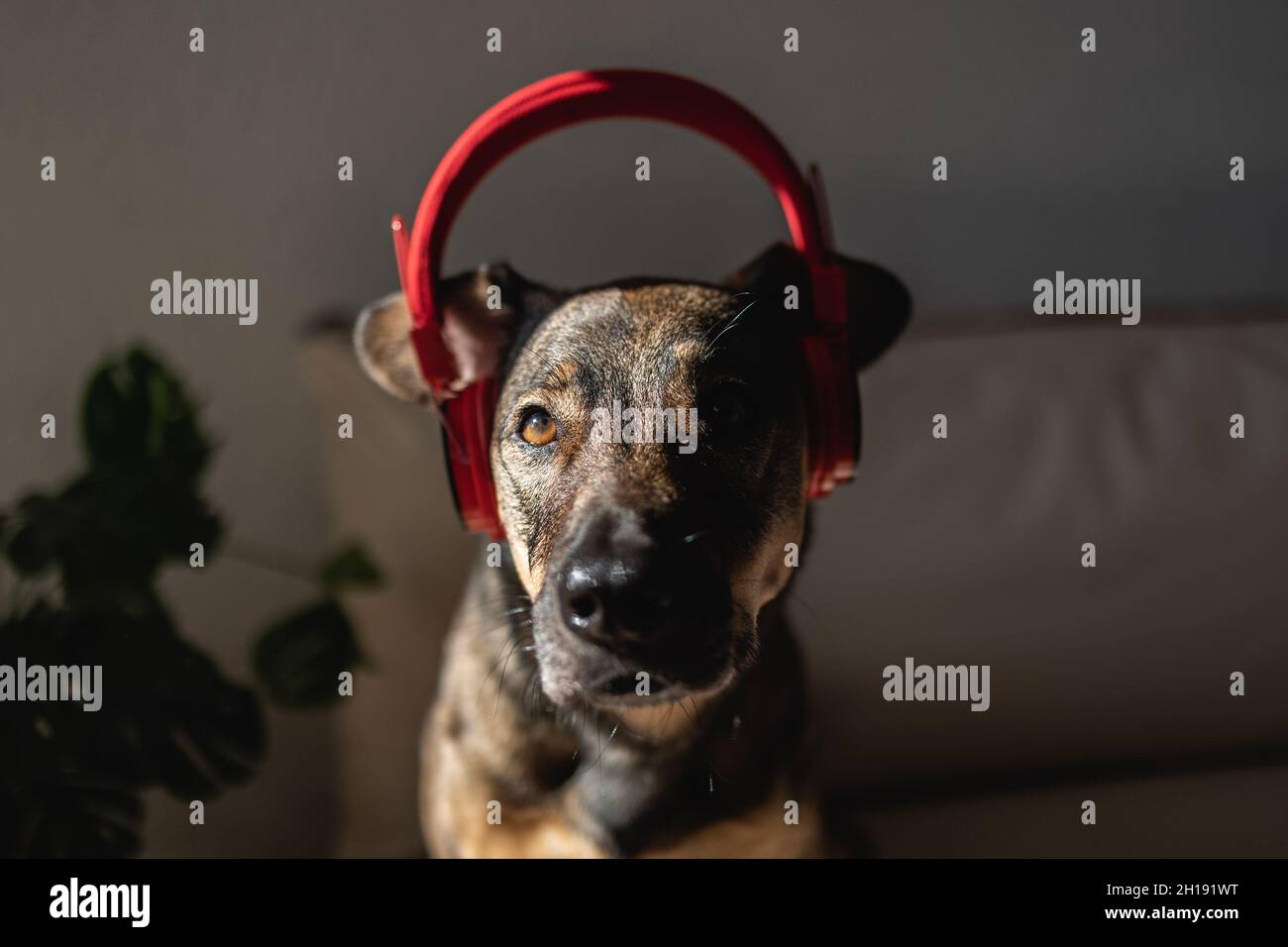 Il cane da compagnia Mongrel ascolta la musica con le cuffie - animali a casa Foto Stock