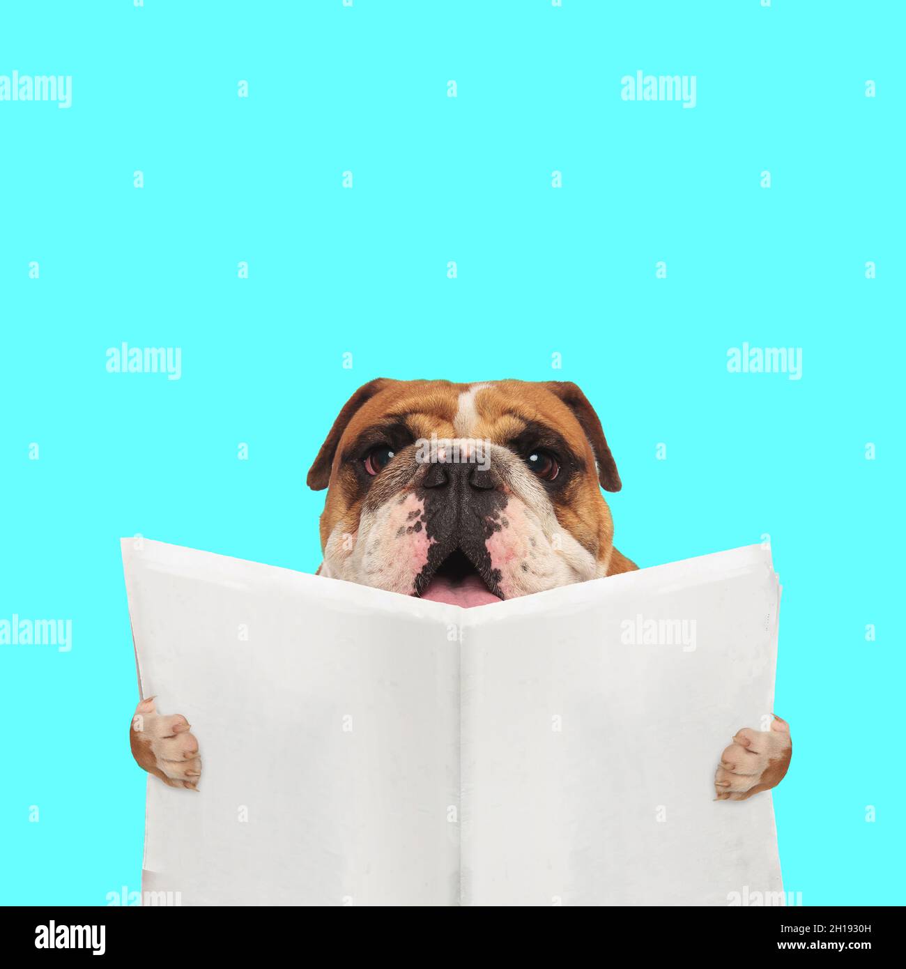 paesaggio di un carino cane da bulldog inglese che legge il giornale su sfondo blu Foto Stock