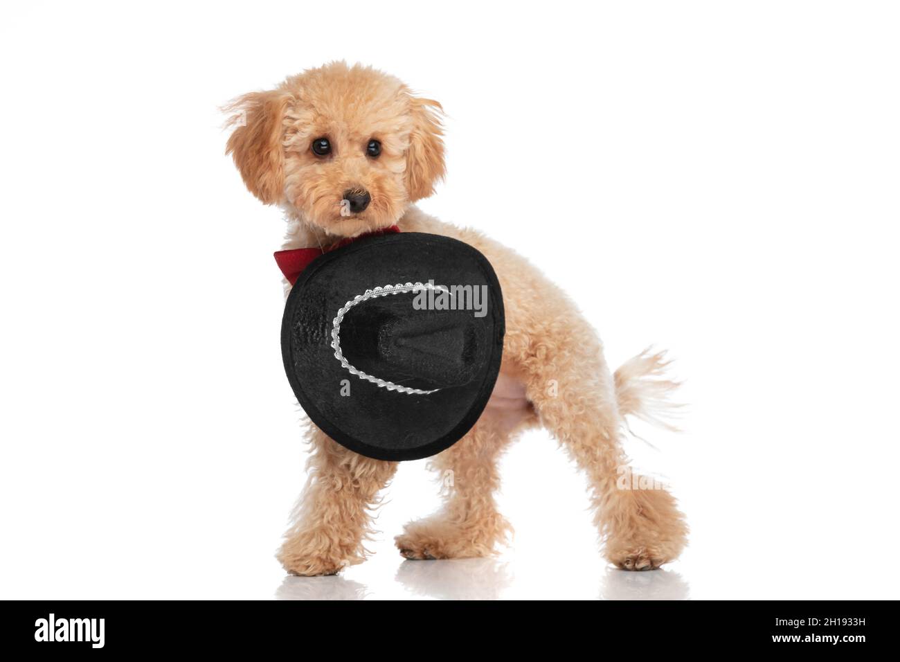 carino cane caniche che indossa un cappello nero e un bowtie rosso al collo su sfondo bianco Foto Stock