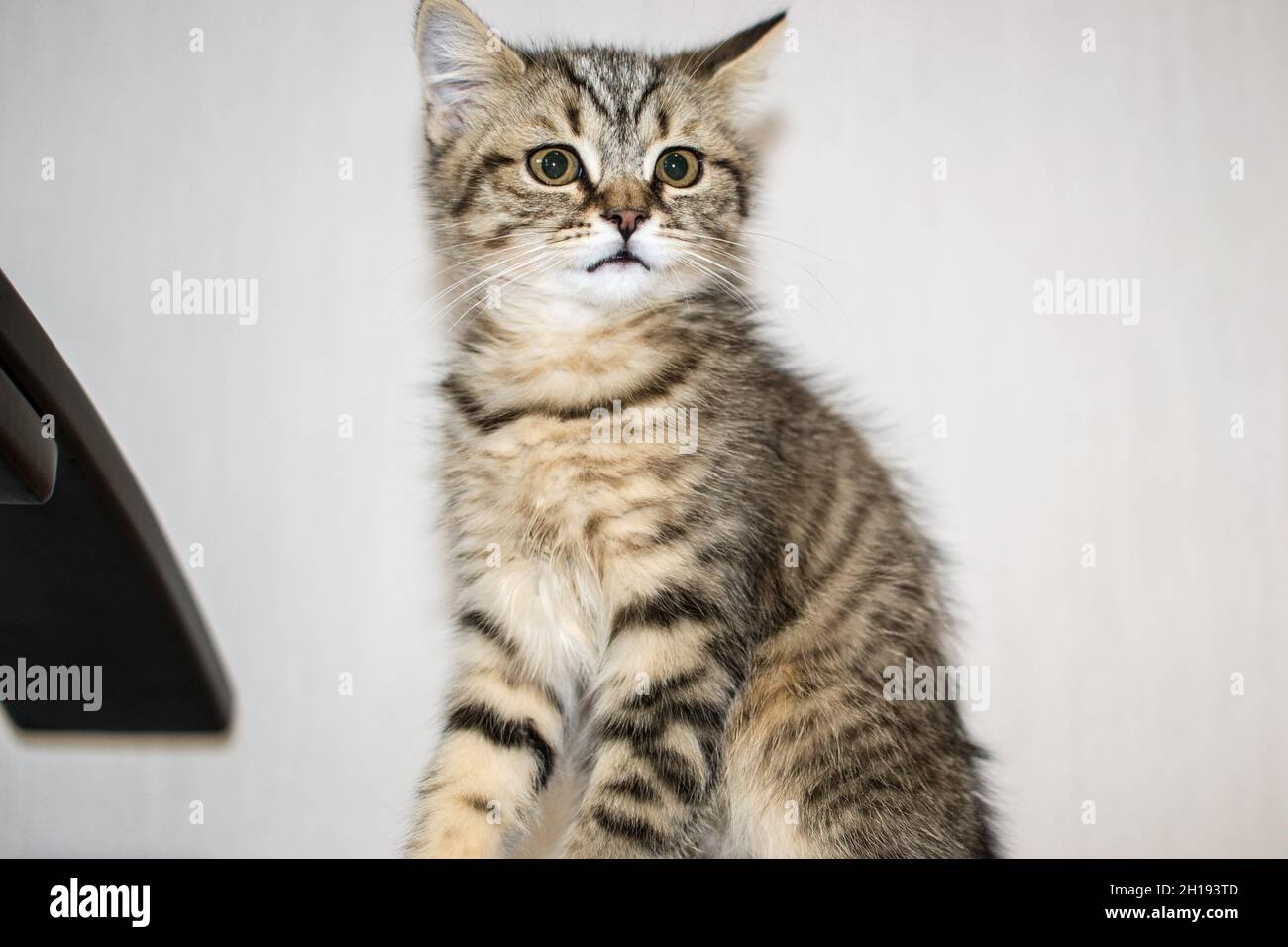 Un primo piano di un gatto americano Shortair in una stanza Foto Stock