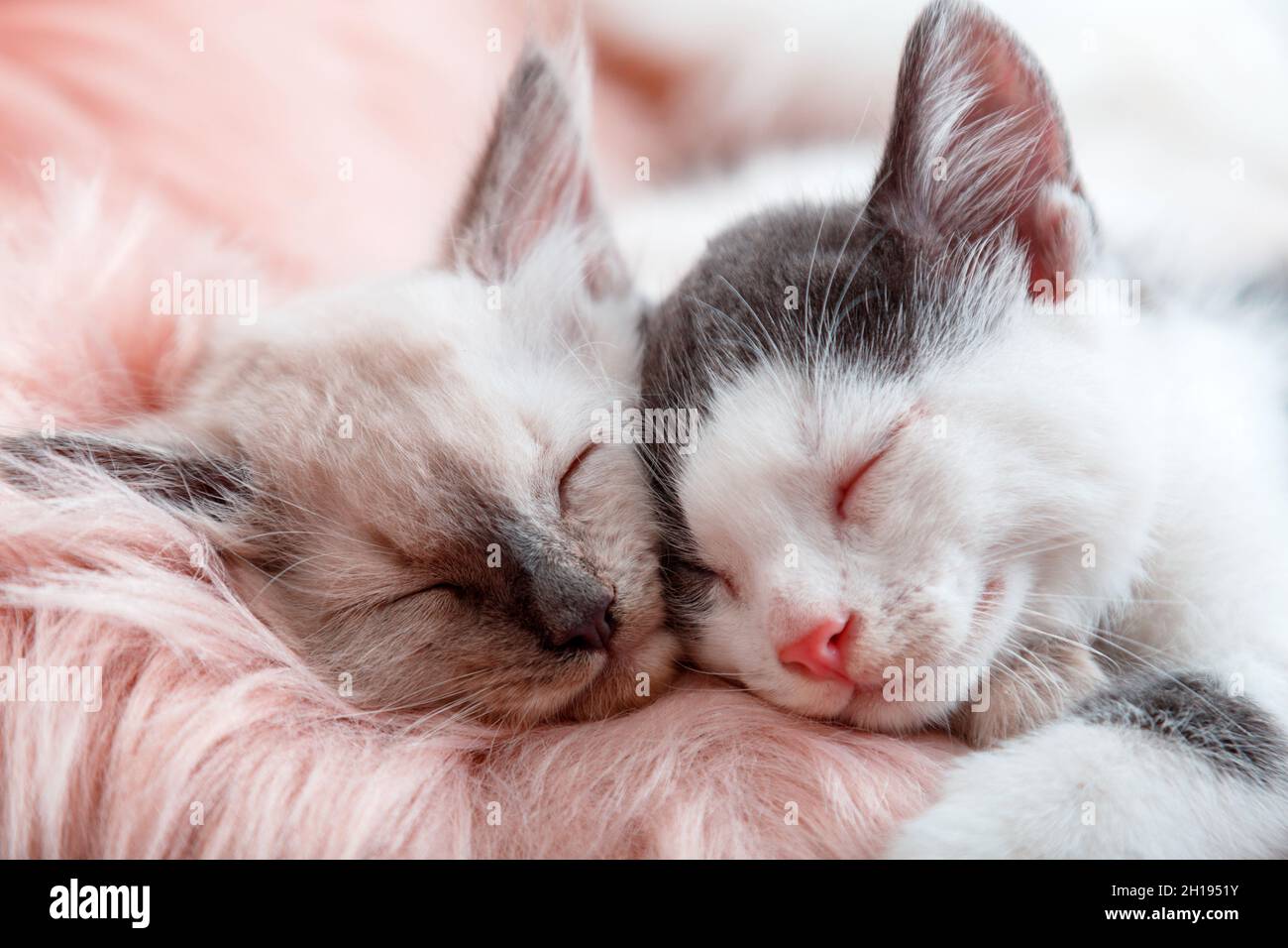 Coppia piccoli gattini felice in amore dormire insieme su rosa soffice plaid. Ritratto di due gatti dormire comodamente rilassarsi a casa accogliente. Gattini nasi Foto Stock
