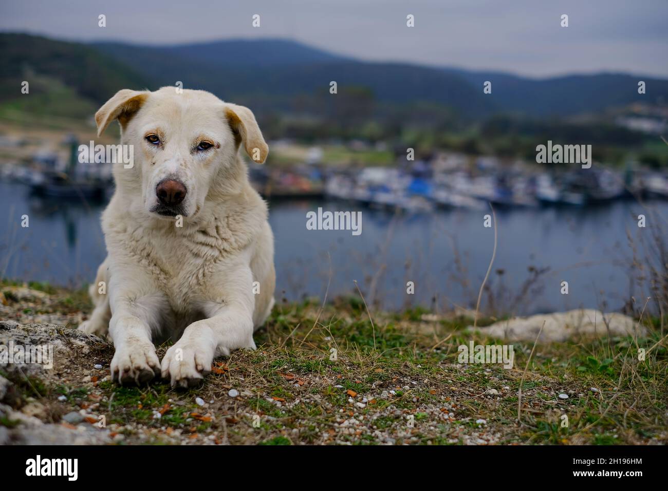 Cane randagio. Triste guardare cane randagio. Foto Stock