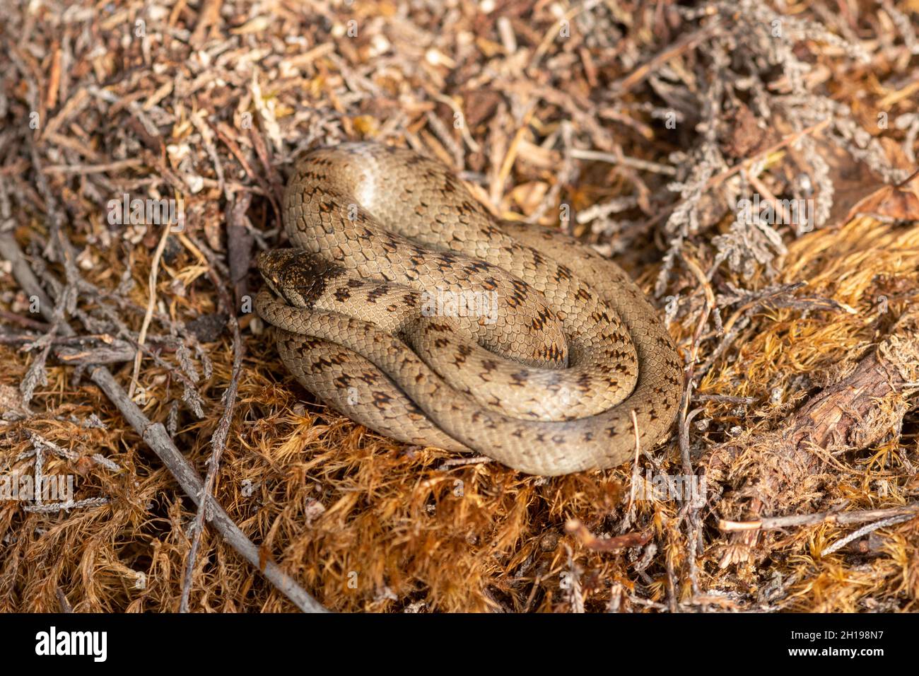 Un raro serpente liscio (Coronella austriaca) nella brughiera del Surrey, Inghilterra, Regno Unito Foto Stock