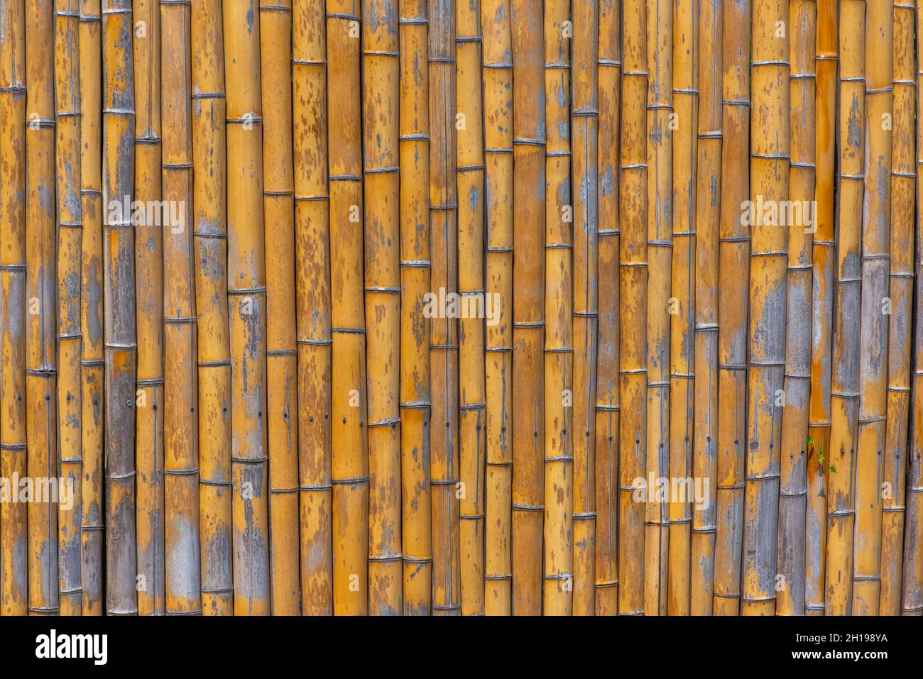 Muro di bambù nel giardino botanico di Batumi Foto Stock