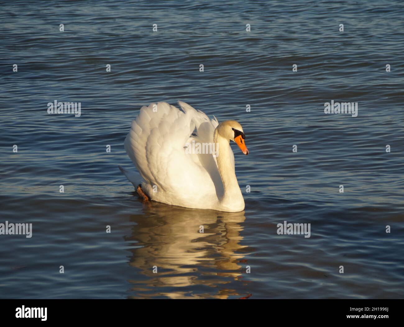Un maestoso cigno crogiolarsi al sole serale sul lago di Costanza in Germania Foto Stock