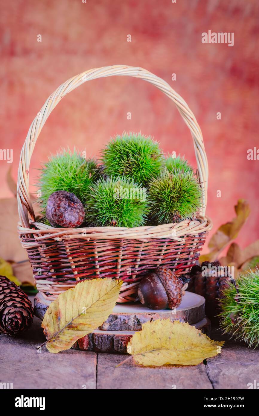 Decorazioni natalizie autunnali da castagne, ghiande, bacche e foglie. Foto Stock