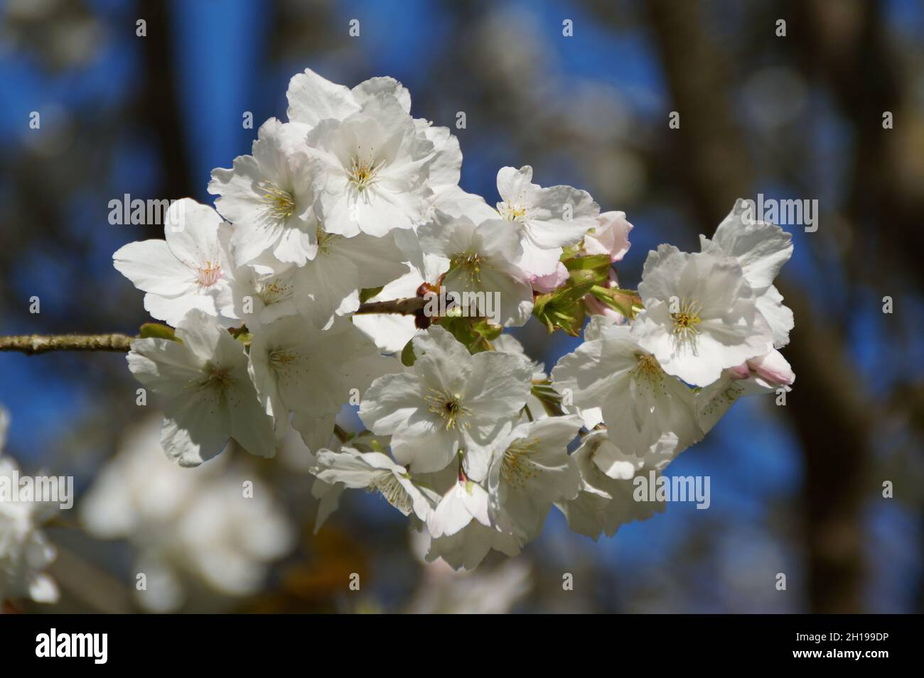 albero di mele in piena fioritura in un giorno di sole aprile sull'isola di Mainau, Germania Foto Stock