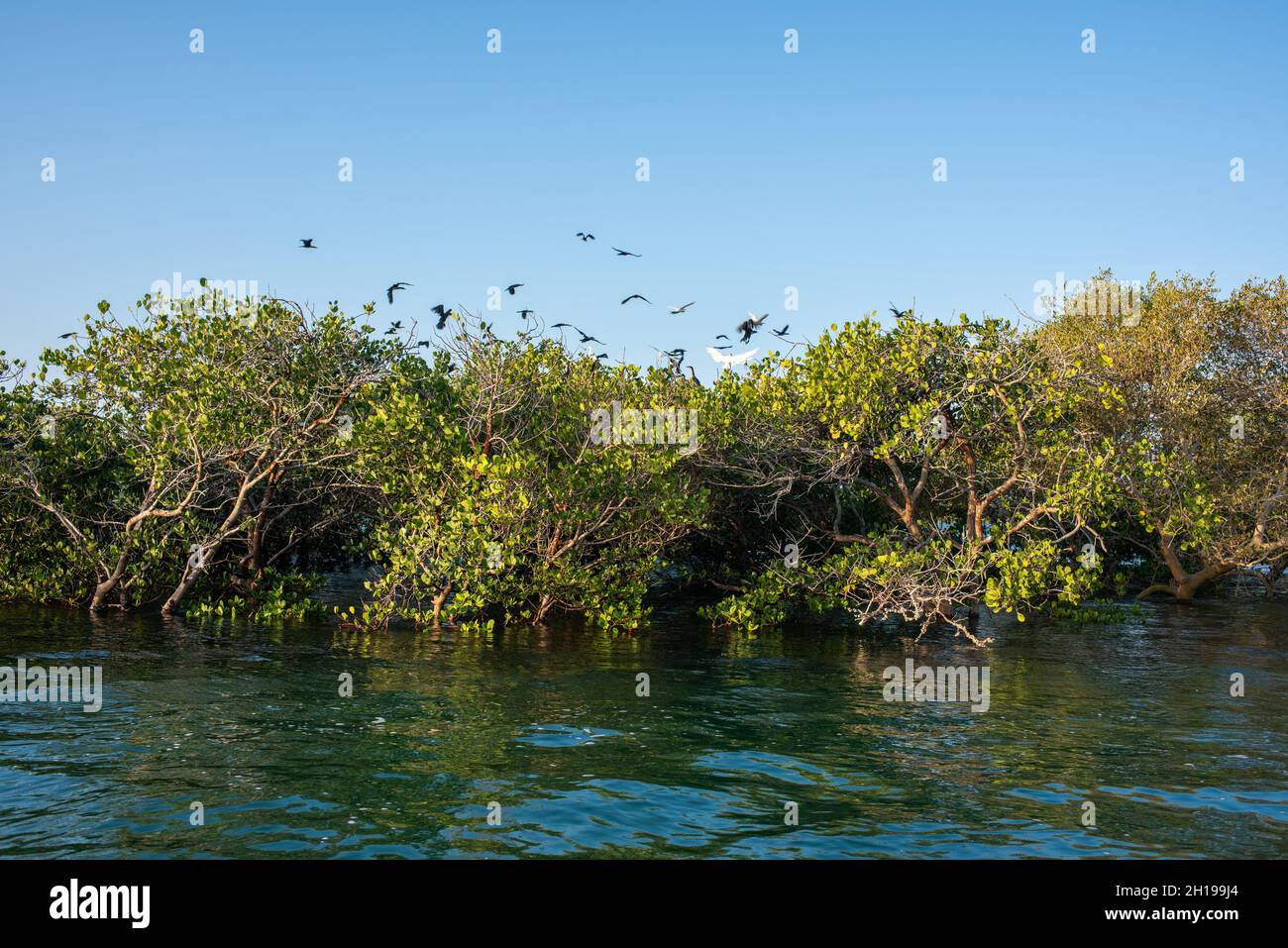 Albero di mangrovie sparato insieme baia con uccelli che floccano Foto Stock