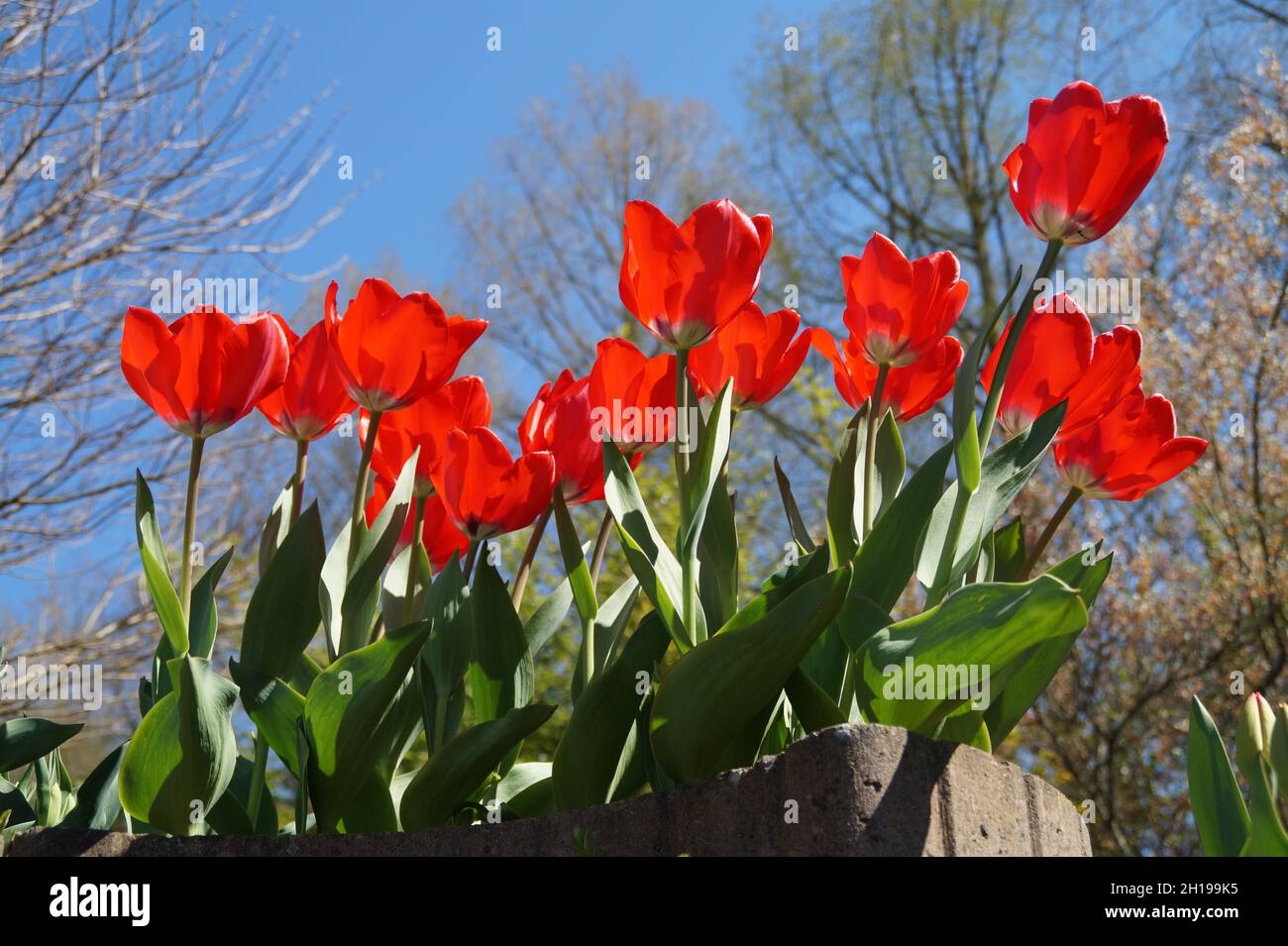 Splendidi tulipani rossi luminosi contro il cielo blu in un giorno di aprile soleggiato Foto Stock