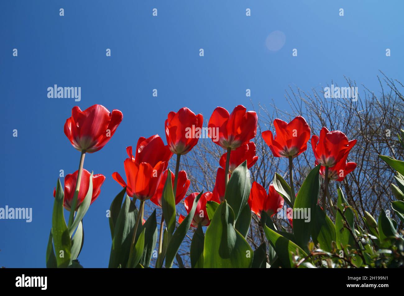Splendidi tulipani rossi luminosi contro il cielo blu in un giorno di aprile soleggiato Foto Stock
