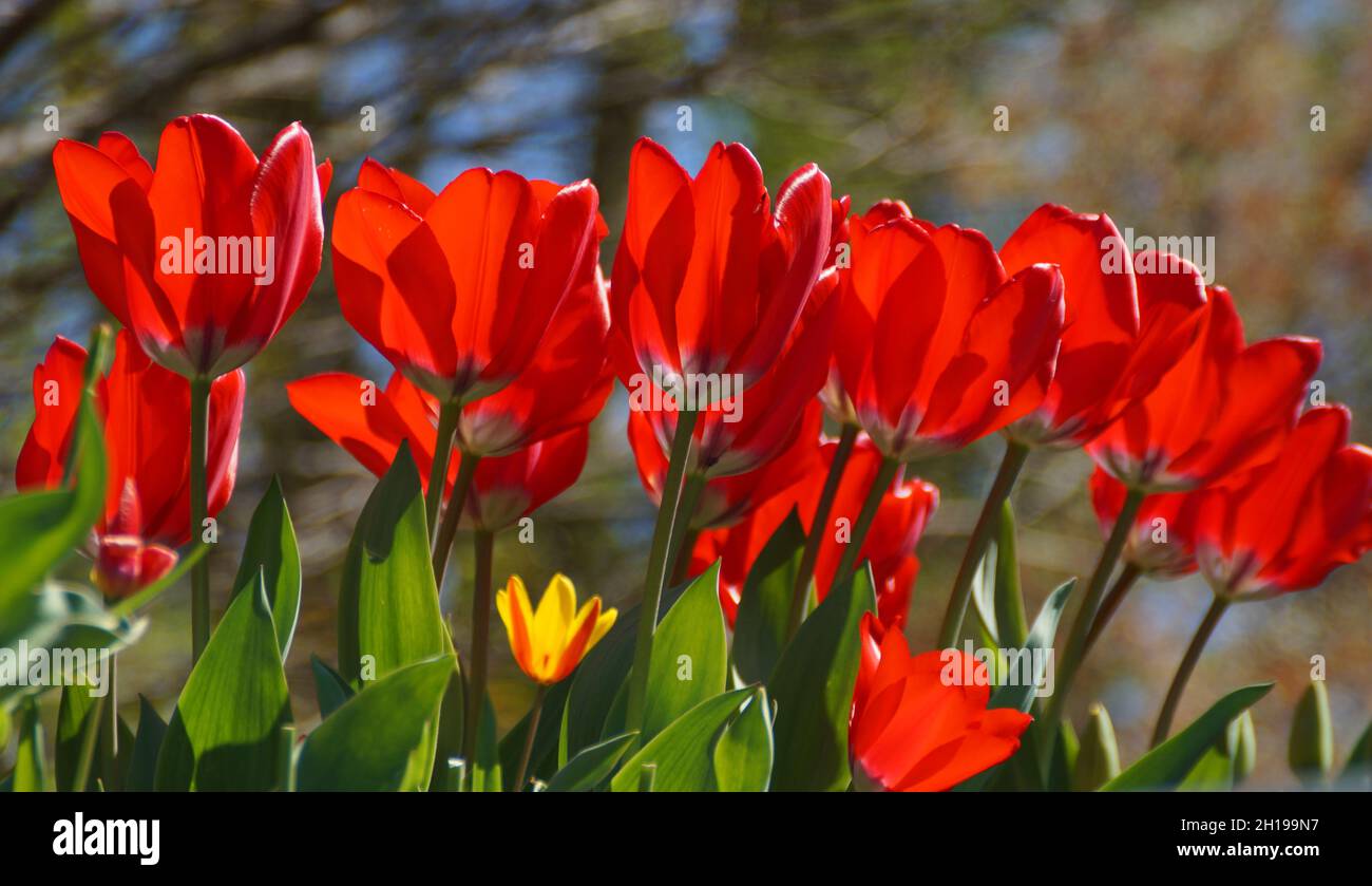 Splendidi tulipani rossi luminosi contro il cielo blu in un giorno di aprile soleggiato Foto Stock