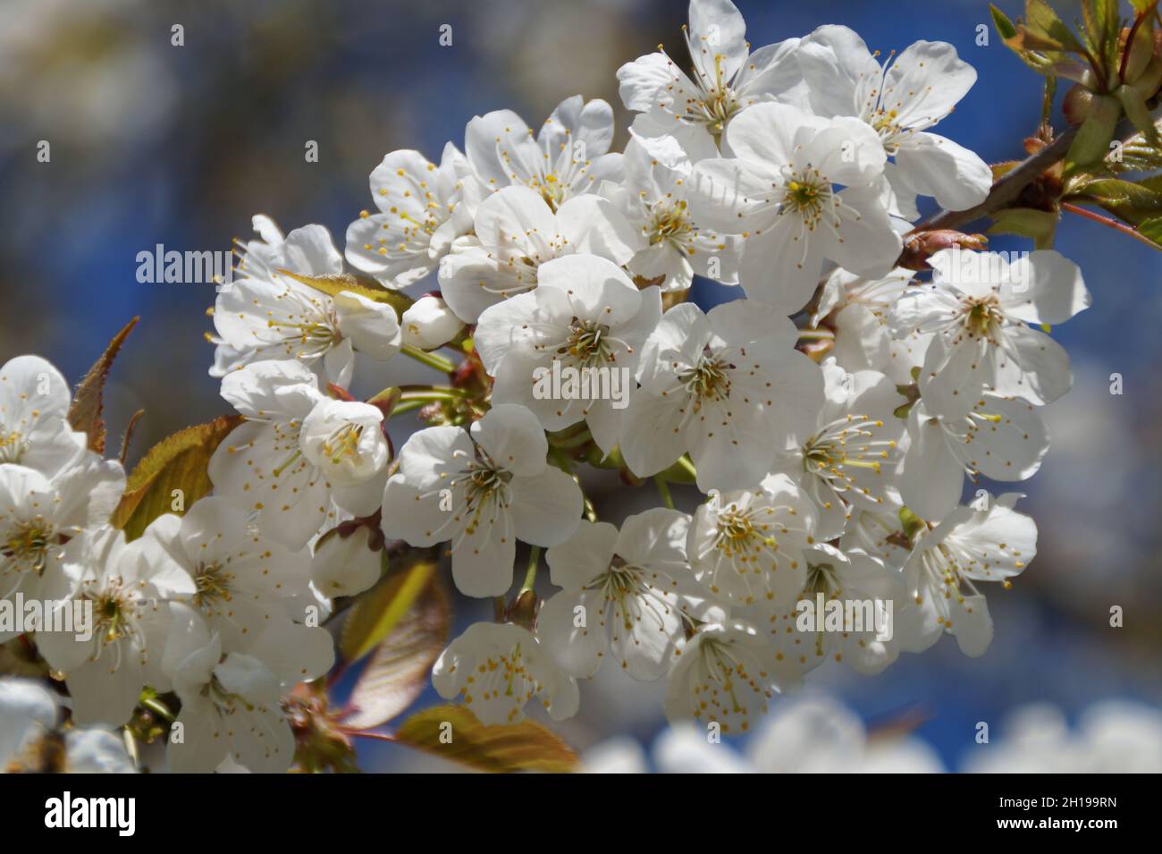 albero di mele in piena fioritura in un giorno di sole aprile sull'isola di Mainau, Germania Foto Stock