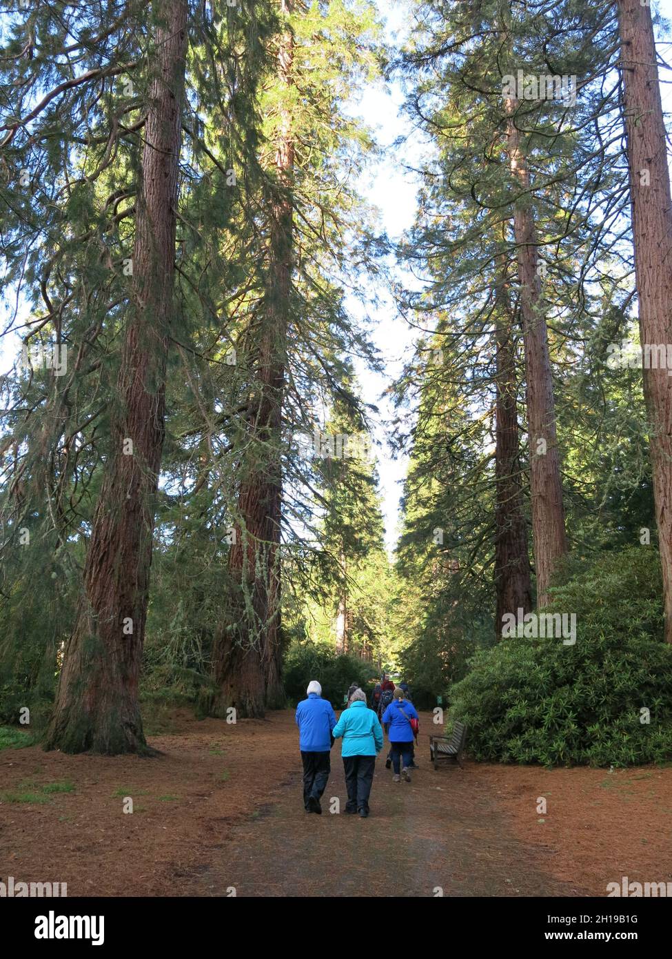 I visitatori del Giardino Botanico di Benmore camminano attraverso l'alto viale di sequoie in questo meraviglioso giardino di montagna ad Argyll, sulla costa occidentale della Scozia. Foto Stock