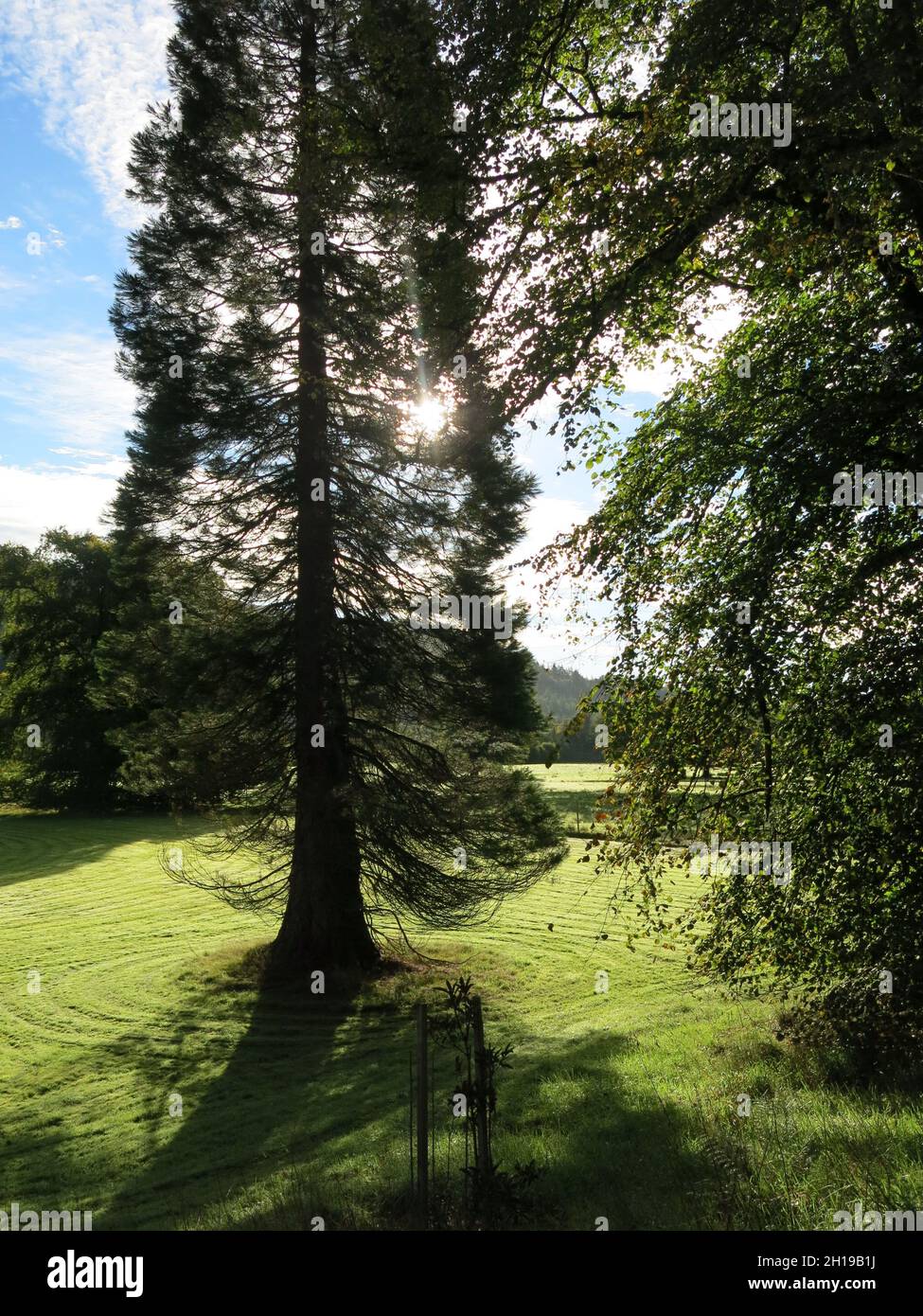 Benmore Botanic Garden, il magnifico giardino di montagna di Argyll: Vista di un alto albero campione circondato da prato che è muso in movimento circolare. Foto Stock