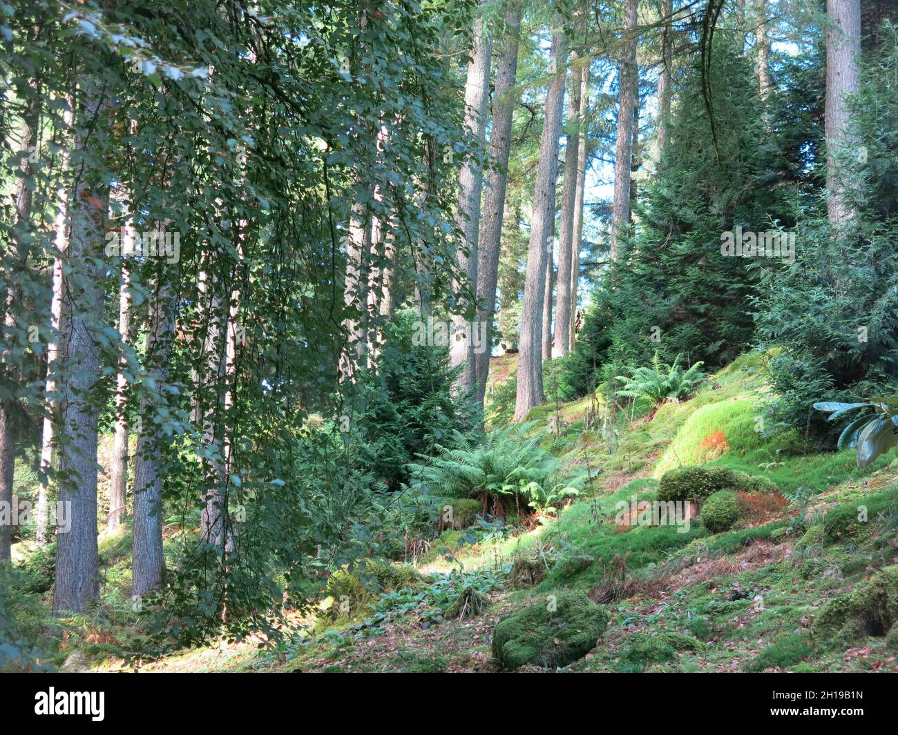Vista di alberi, felci e la ricca diversità di piante che crescono nella cornice boschiva del Giardino Botanico di Benmore sulla costa occidentale della Scozia. Foto Stock