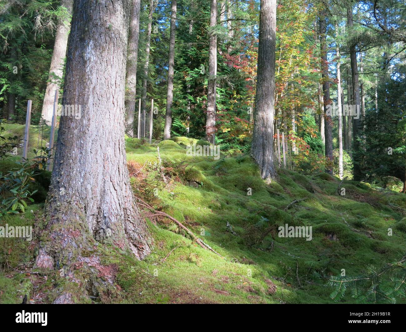 La luce del sole autunnale sui tappeti di muschio nei boschi del Giardino Botanico di Benmore, un giardino scozzese famoso per la sua magnifica collezione di alberi. Foto Stock