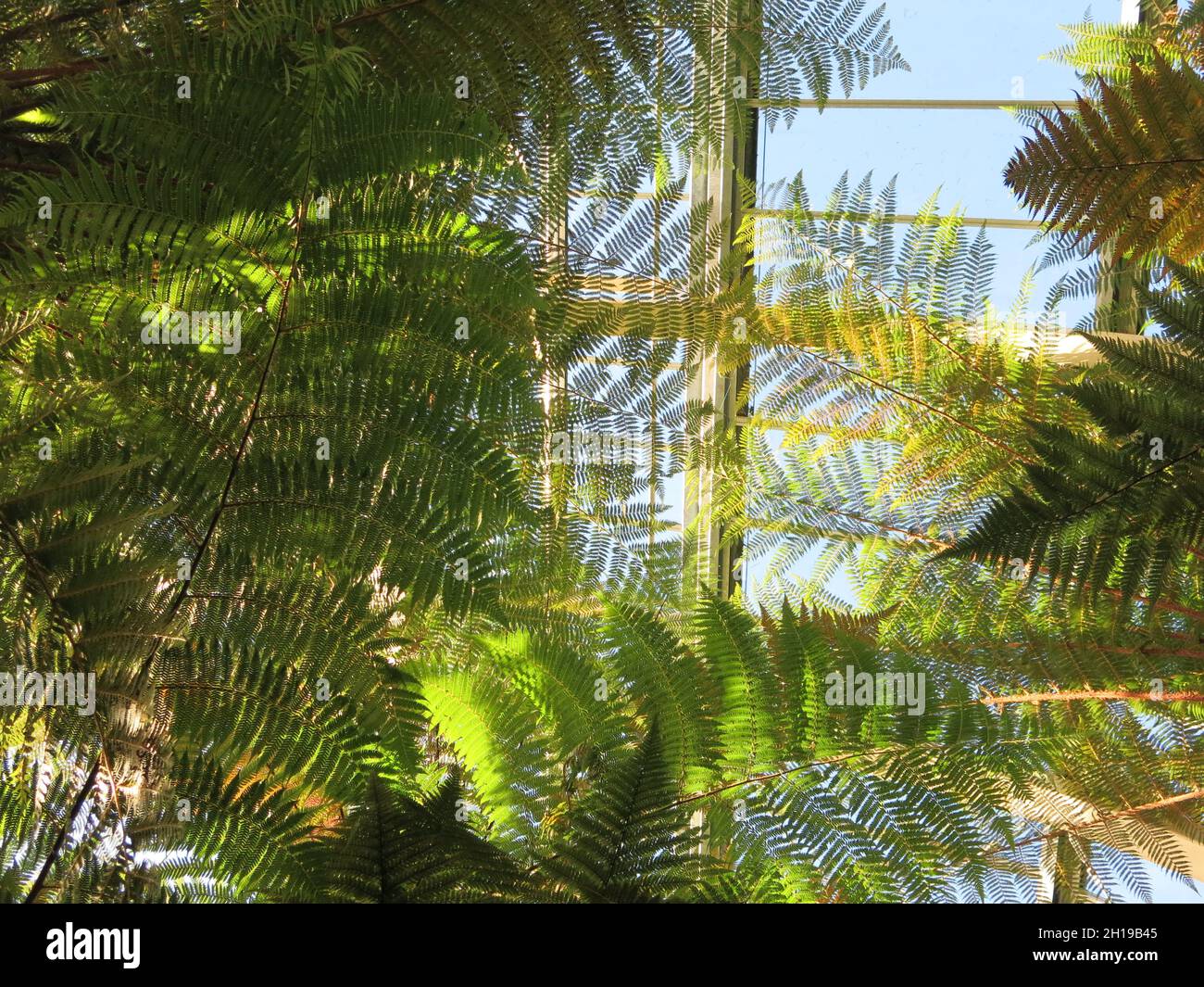 Il Fernery vittoriano a Benmore Botanic Garden: Guardando verso l'alto attraverso i fronti della vasta collezione di palme da albero e felci esotici. Foto Stock