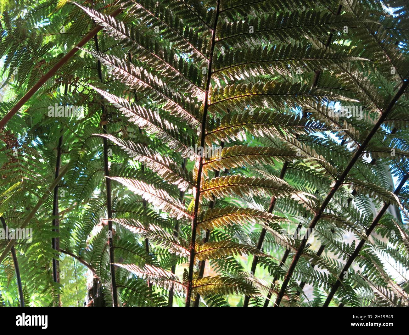 Primo piano astratto dei fronti di piume di una felce di albero nel Fernery vittoriano al Giardino Botanico di Benmore. Foto Stock