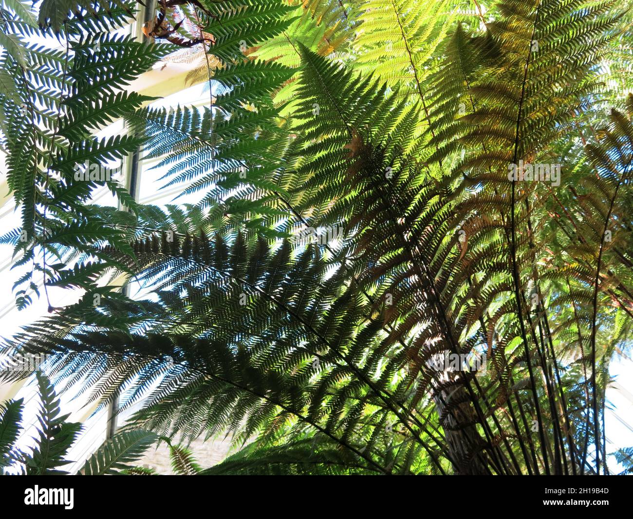 Primo piano di facciate su una felce gigante o palma di alberi, guardando attraverso di loro fino al tetto di una serra soleggiata. Foto Stock
