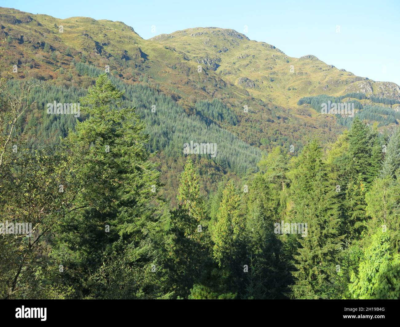 L'ambiente montano della Valle Eachaig ad Argyll offre uno sfondo spettacolare per le collezioni di boschi e piante del Giardino Botanico di Benmore Foto Stock