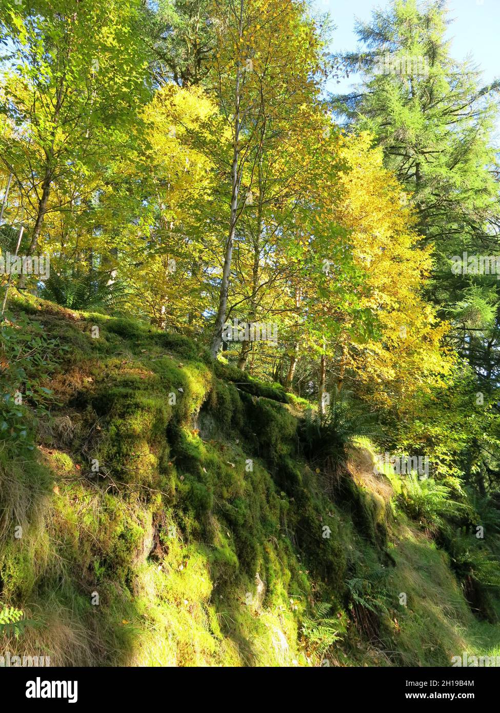 L'ambiente montano della Valle Eachaig ad Argyll offre uno sfondo spettacolare per le collezioni di boschi e piante del Giardino Botanico di Benmore Foto Stock