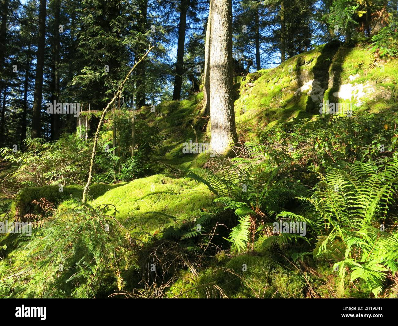 La luce del sole autunnale sui tappeti di muschio nei boschi del Giardino Botanico di Benmore, un giardino scozzese famoso per la sua magnifica collezione di alberi. Foto Stock