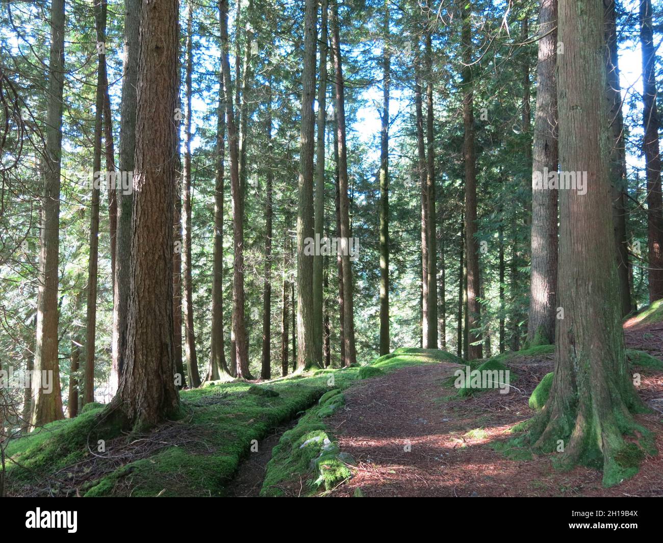 Sentieri di meandering attraverso alberi alti nei boschi del Giardino Botanico di Benmore; un giardino scozzese da visitare ad Argyll sulla costa occidentale. Foto Stock