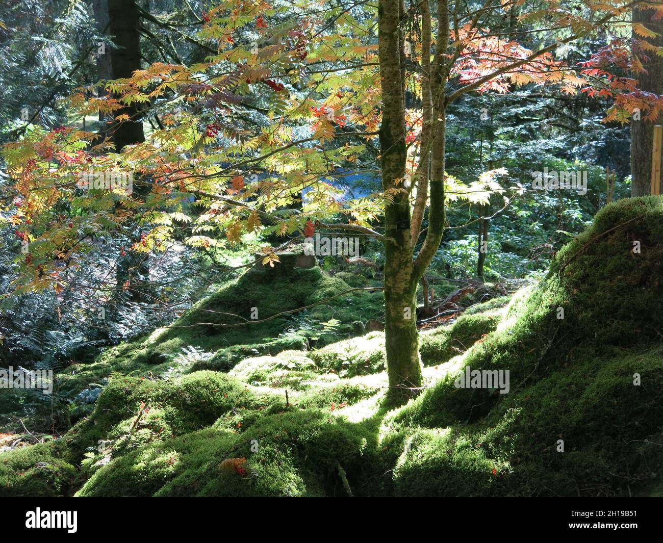 La luce del sole autunnale sui tappeti di muschio nei boschi del Giardino Botanico di Benmore, un giardino scozzese famoso per la sua magnifica collezione di alberi. Foto Stock