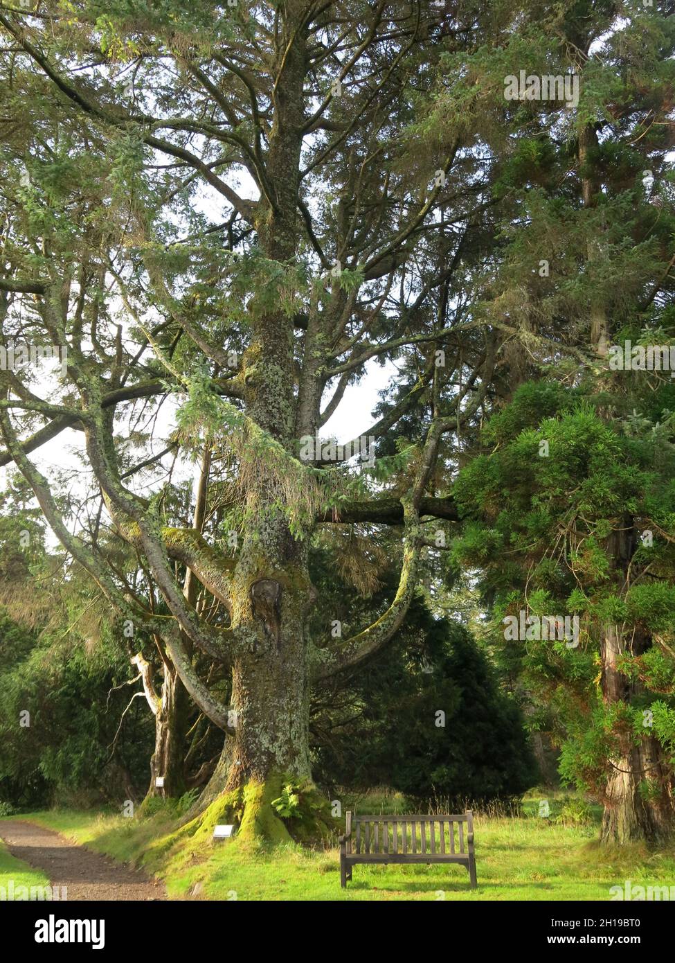 Piantata nel 1839, questa matura Sitka Spruce (Picea Sitchensis) ha beneficiato del perfetto habitat nelle condizioni umide della Scozia sull'isola di Skye. Foto Stock