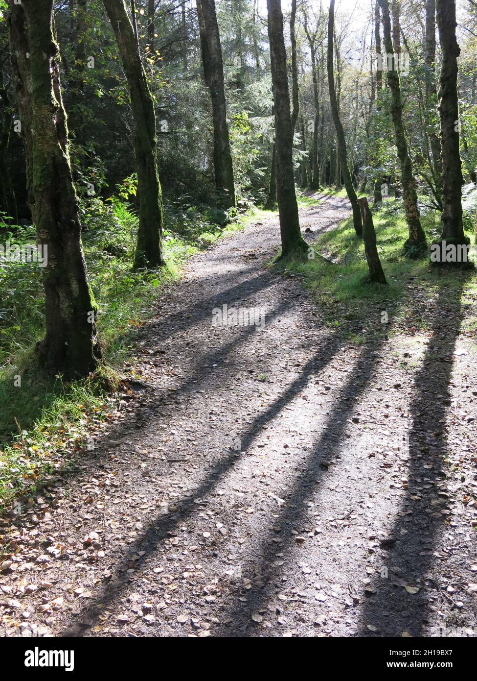 Alberi alti gettano lunghe ombre attraverso un sentiero; camminando attraverso i boschi al Mugdock Country Park, Milngavie, a nord di Glasgow. Foto Stock
