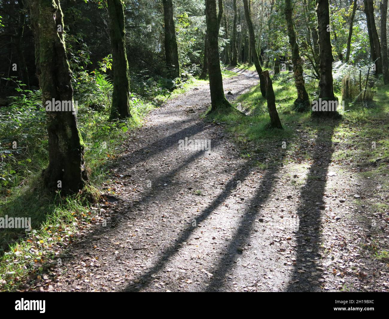 Alberi alti gettano lunghe ombre attraverso un sentiero; camminando attraverso i boschi al Mugdock Country Park, Milngavie, a nord di Glasgow. Foto Stock