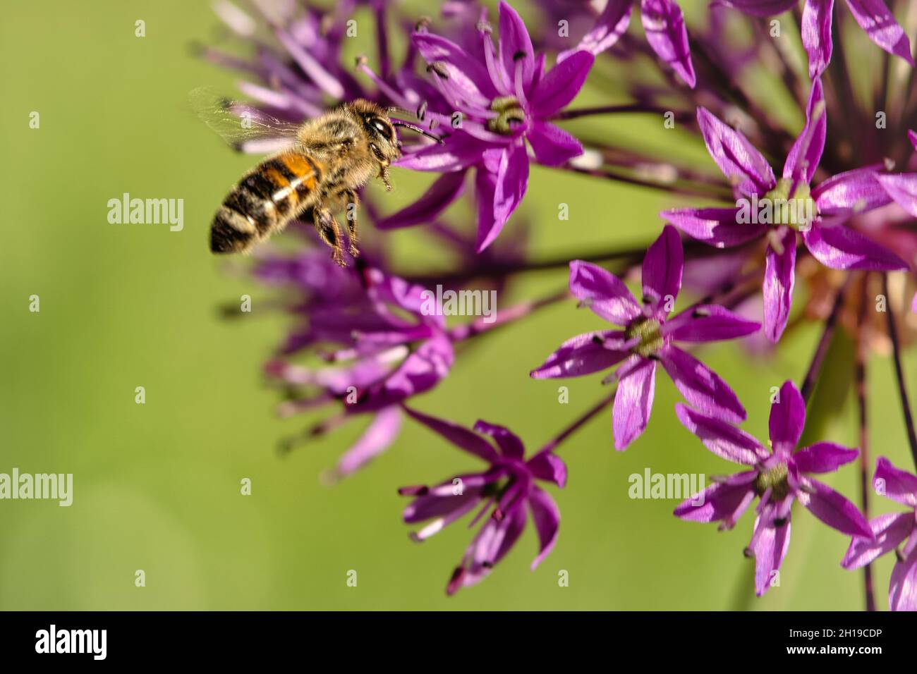 le api raccolgono ninfe su un fiore, impollinano con ansia il polline dei fiori mentre raccolgono ninfe Foto Stock